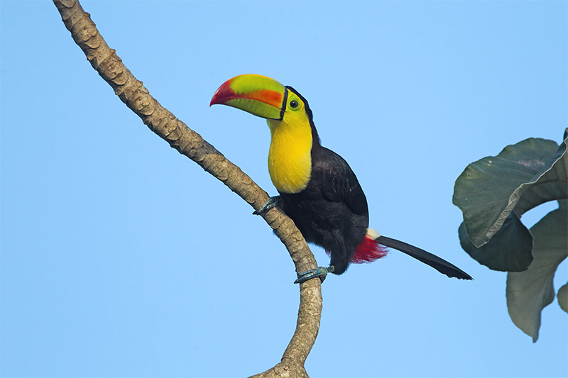toucan bird