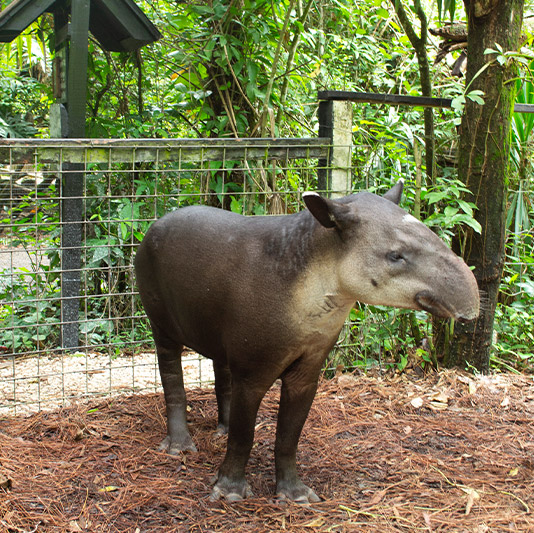 tapir