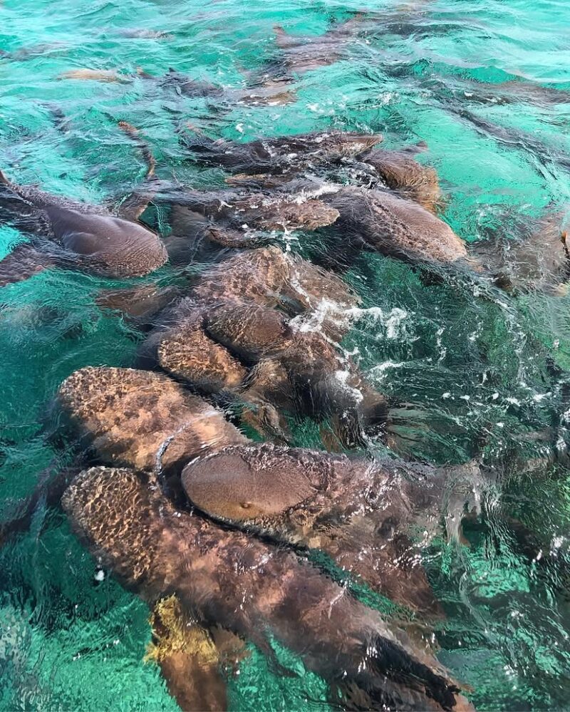 authentic Belize experiences