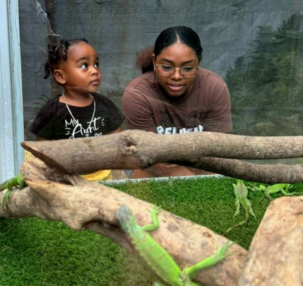 green iguana conservation Belize