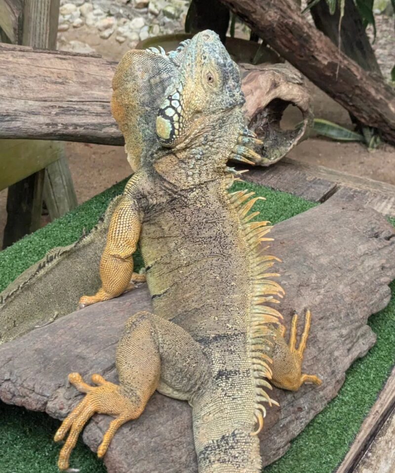 wildlife conservation Belize