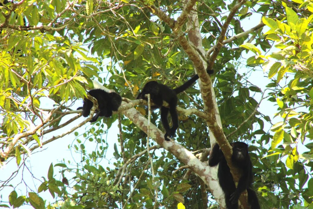 Belize eco adventures June