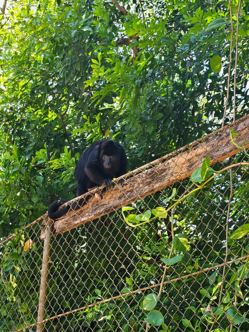  Belize wildlife education travel