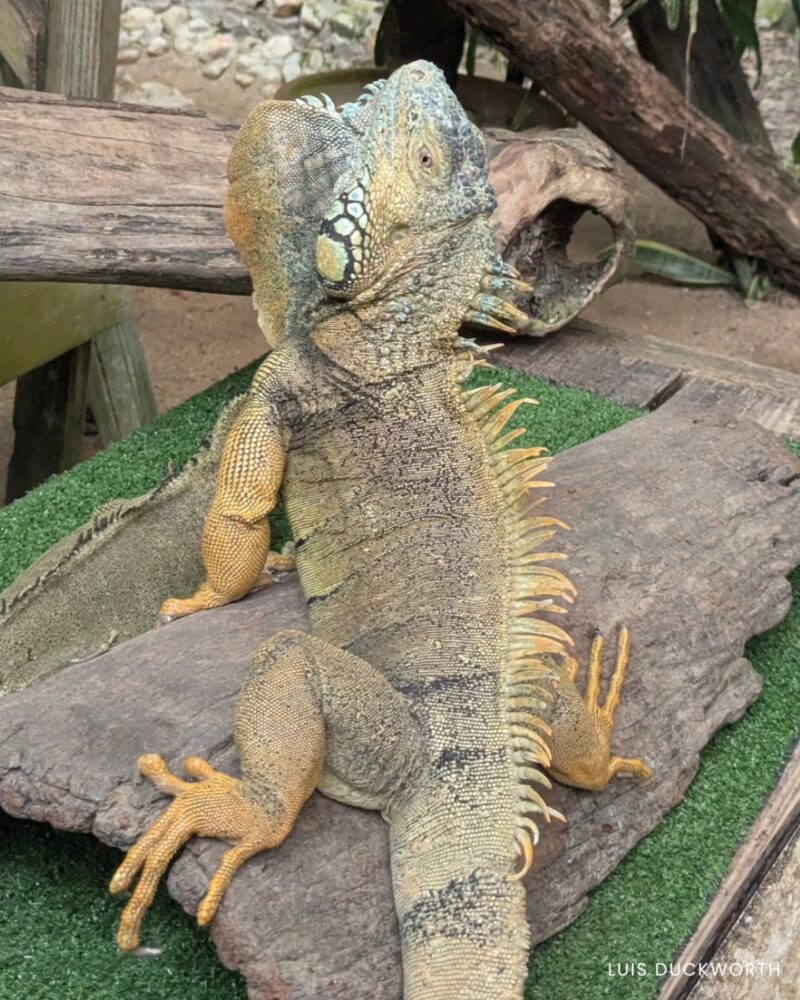 belize nature travel