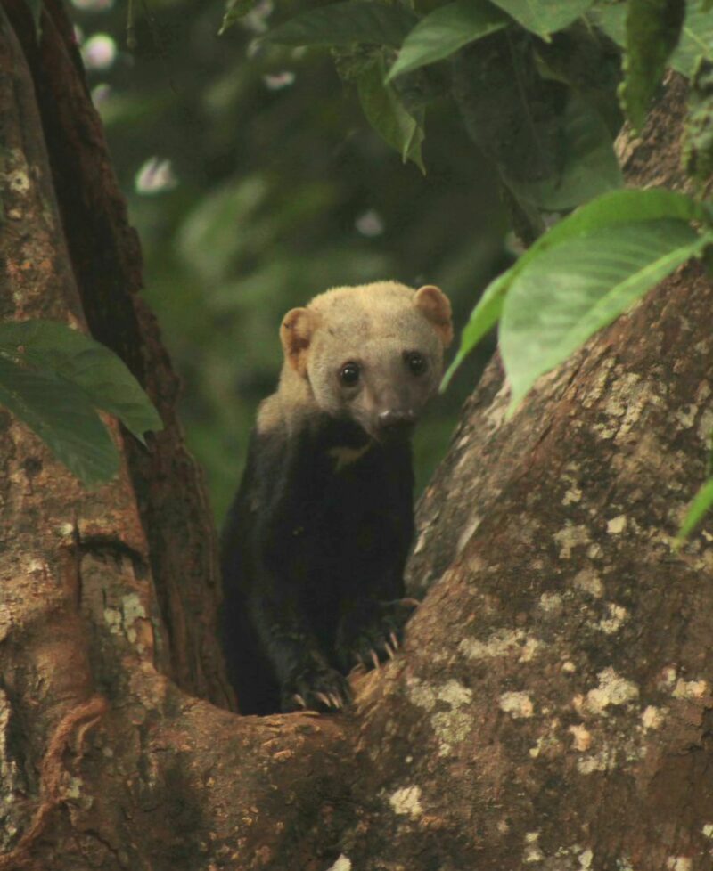 Belize wildlife June