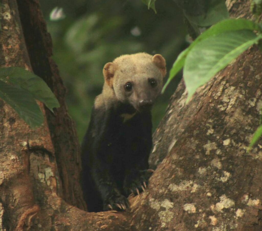 Belize jungle activities