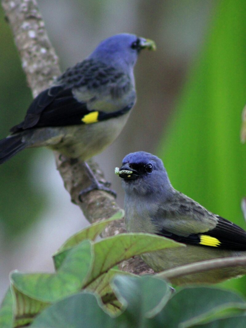 Belize birdwatching May