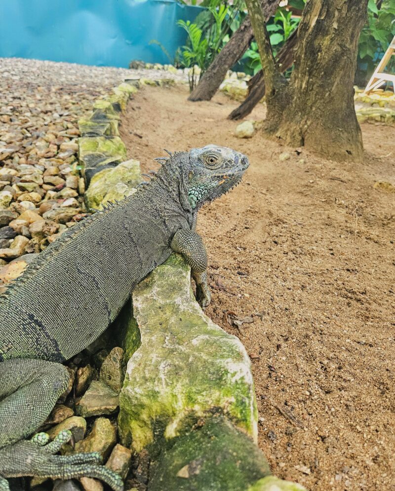Belize inland resort experience