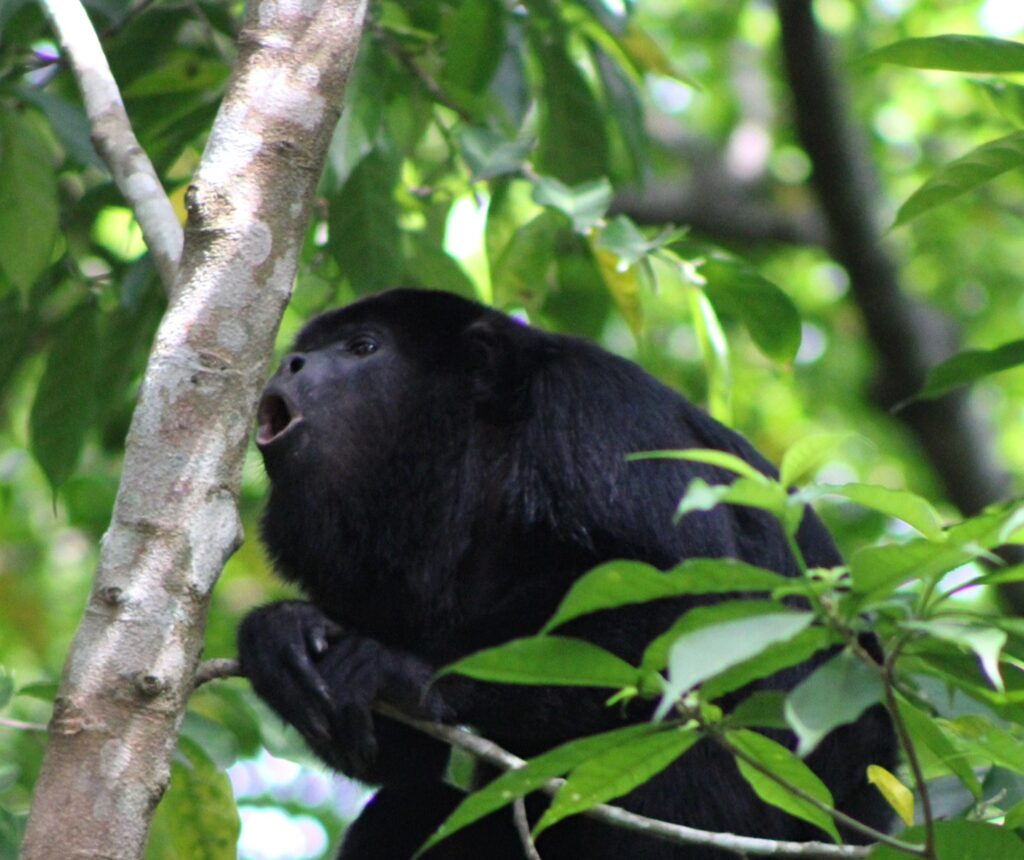 Belize green season June