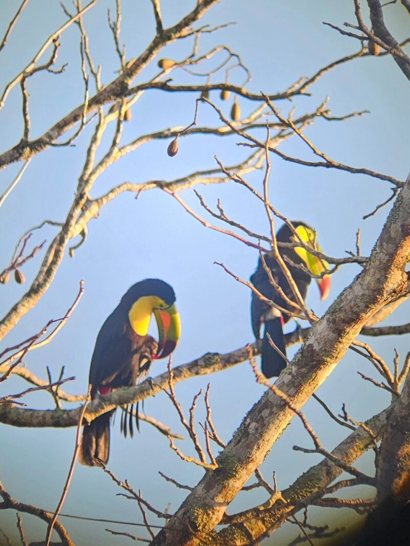 Belize wildlife June
