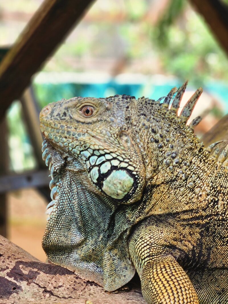 Belize wildlife experiences May