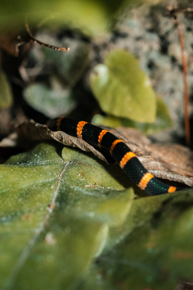 Belize eco adventure travel